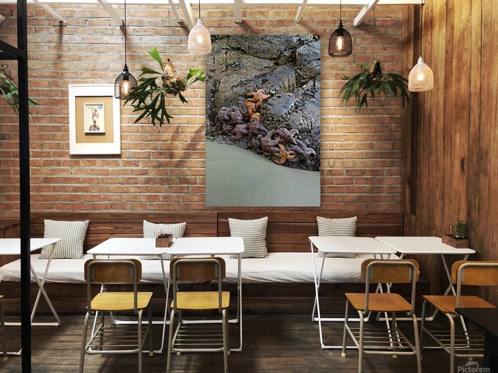 Sea stars on the rocks at Tonquin Beach Tofino Reproduction