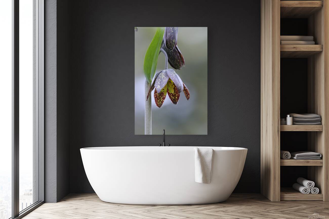 KO A48342a Reproduction