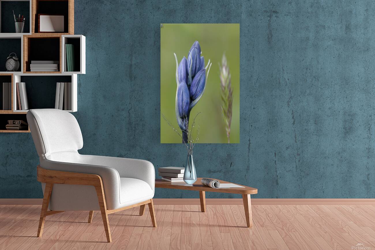 Common Camas Camassia quamash Mt. Tzouhalem Ecological Reserve Cowichan Valley British Columbia Canada Reproduction