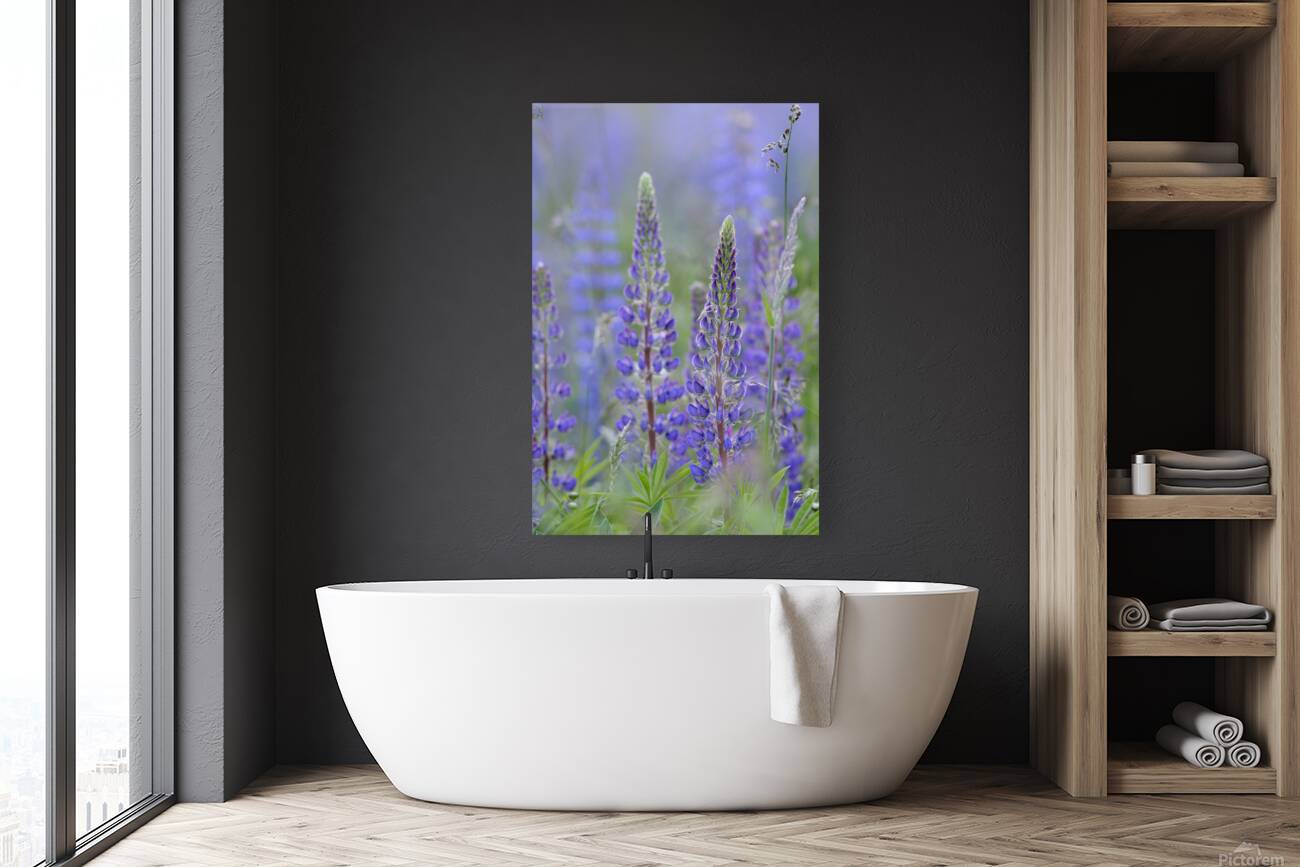 Farm in the Cowichan Valley Vancouver Island British Columbia Canada. Reproduction