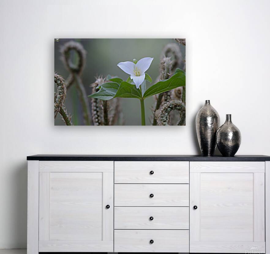 KO A17880 Reproduction