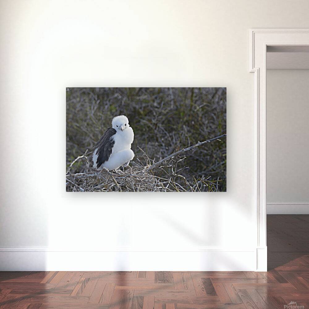 KO EC 14270 Reproduction