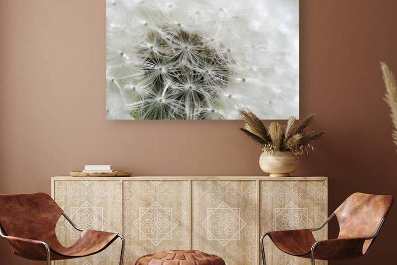 Dandelion Cowichan Valley Vancouver Island British Columbia Canada by Kevin Oke