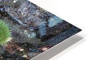 Anemones and eel grass in a tidepool HD Metal print