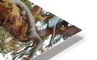 Arbutus tree at Panther Point  HD Metal print