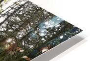 Lush Forest HD Metal print