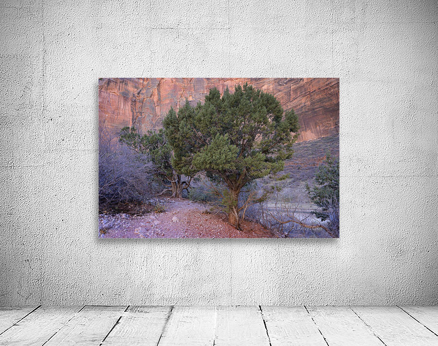 Zion National Park Utah Wall Preview