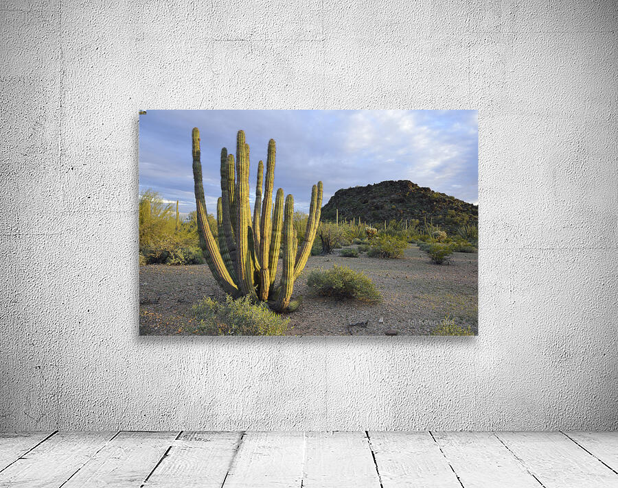 Organ Pipe Cactus Wall Preview