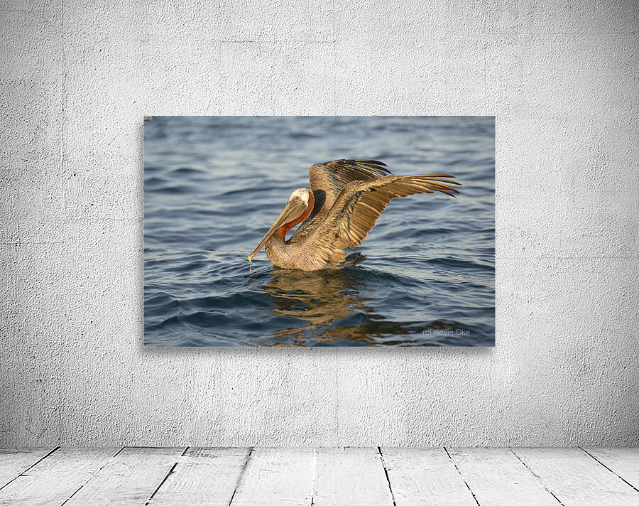 Brown Pelican  Wall Preview