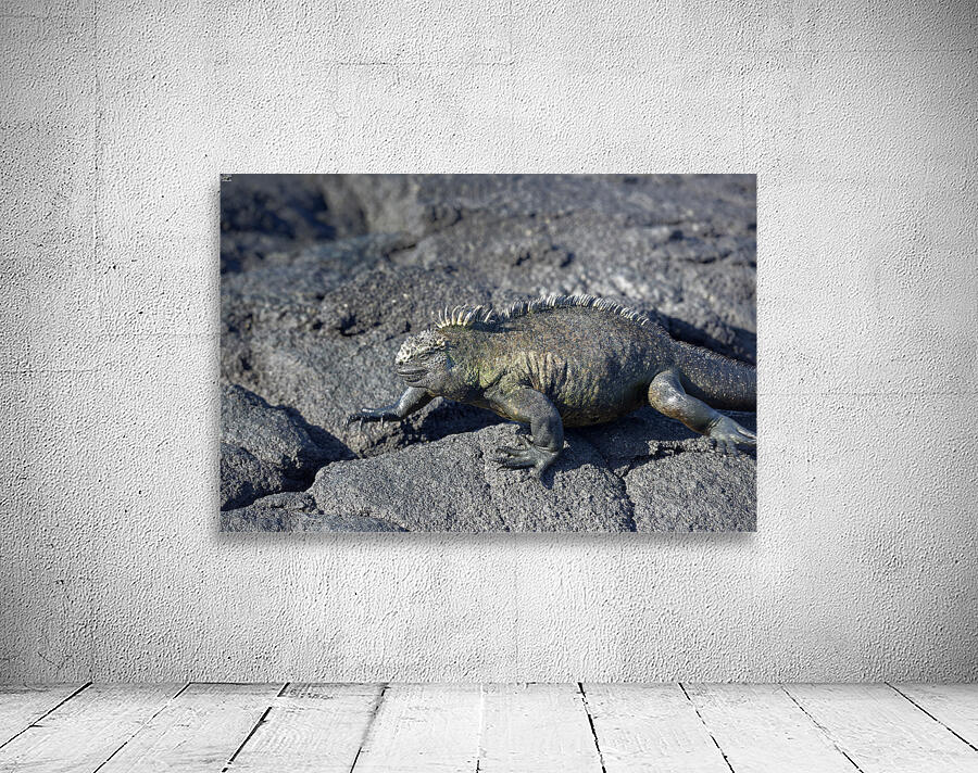 Marine Iguana Wall Preview