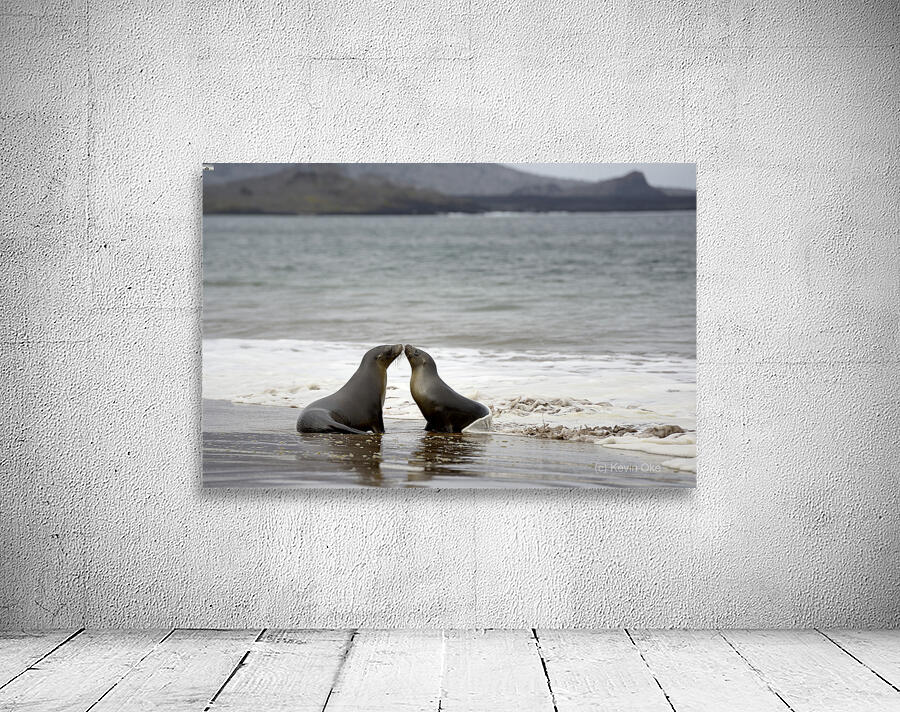 Galapagos sea lions Wall Preview