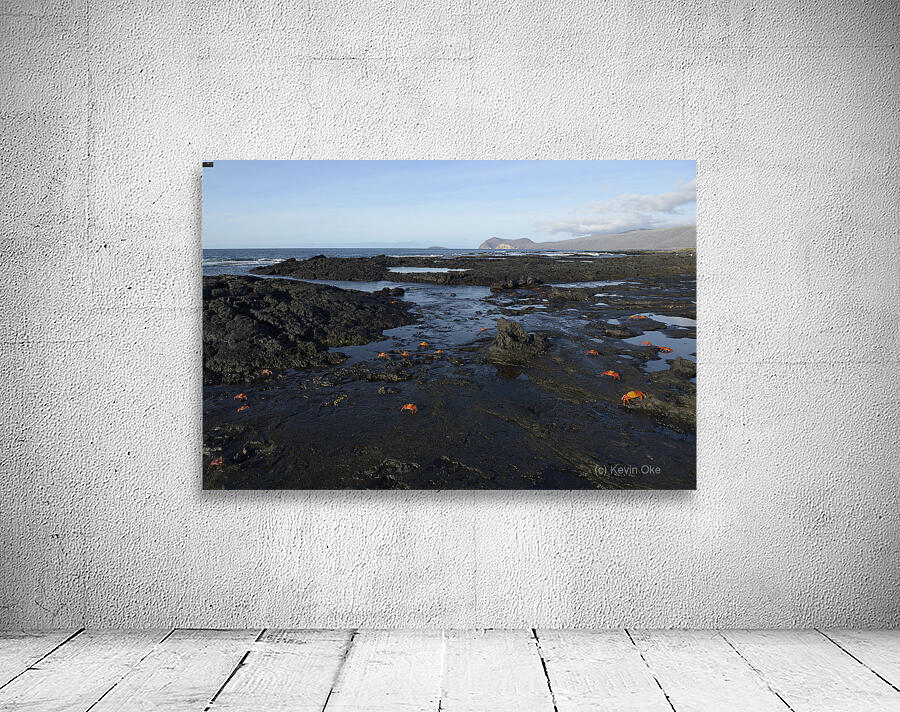 Sally Lightfoot crabs Wall Preview