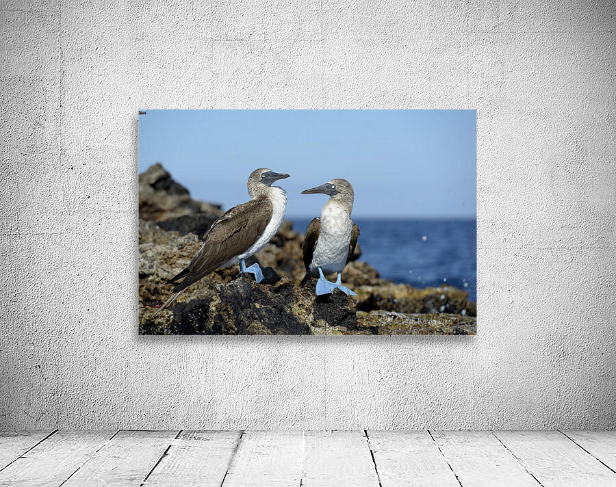 Blue-footed Booby Wall Preview