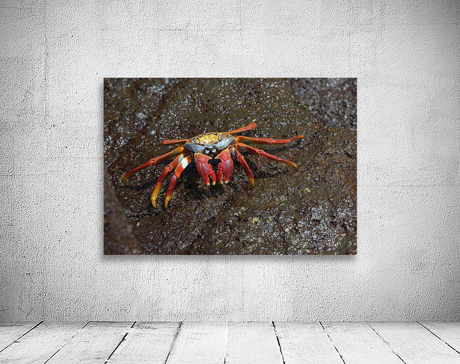 Sally Lightfoot crab Wall Preview