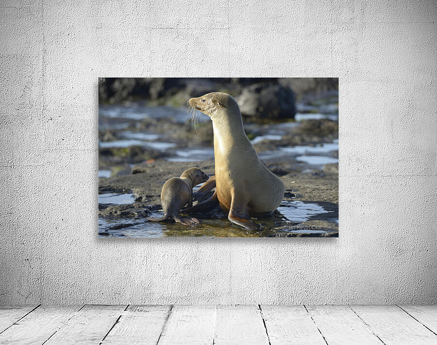 Galapagos sea lion Wall Preview