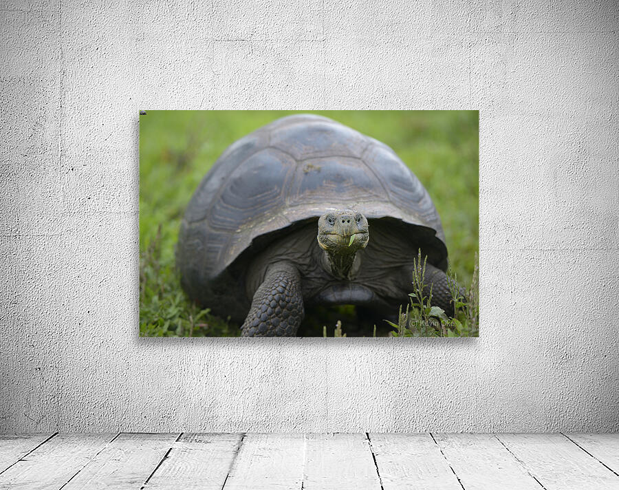 Galapagos giant tortoise Wall Preview