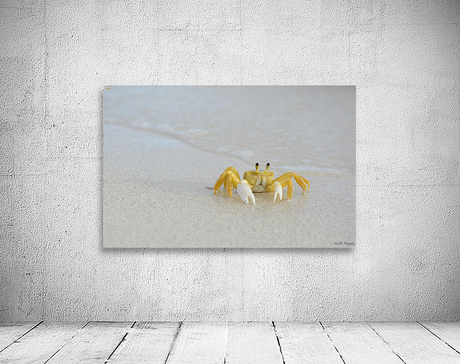 Ghost Crab Wall Preview