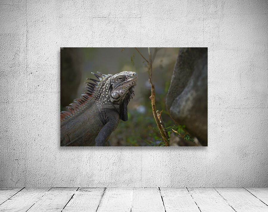 Green Iguana Wall Preview