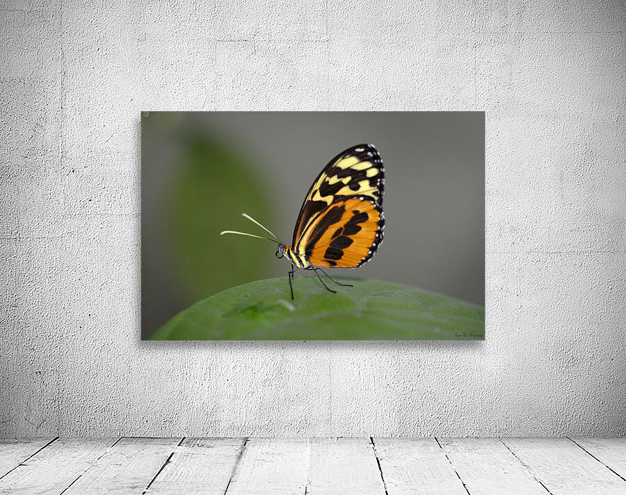 Heliconius Butterfly Wall Preview
