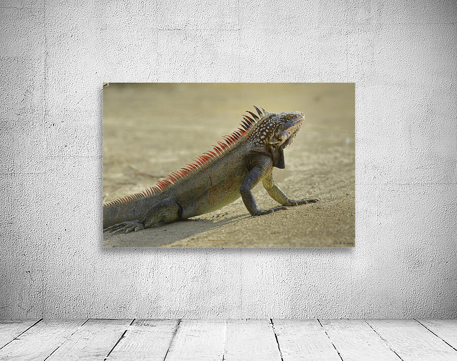 Green Iguana Wall Preview