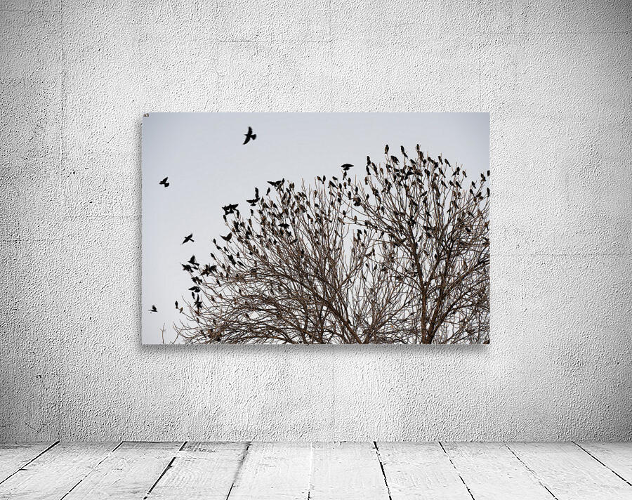 Birds in Flight Wall Preview