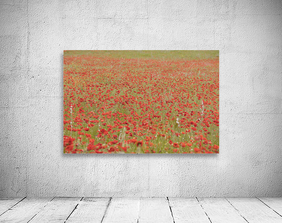 Red poppies - Roussillon Wall Preview