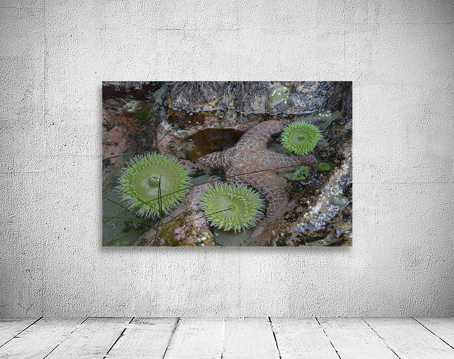 Anemones and eel grass in a tidepool Wall Preview