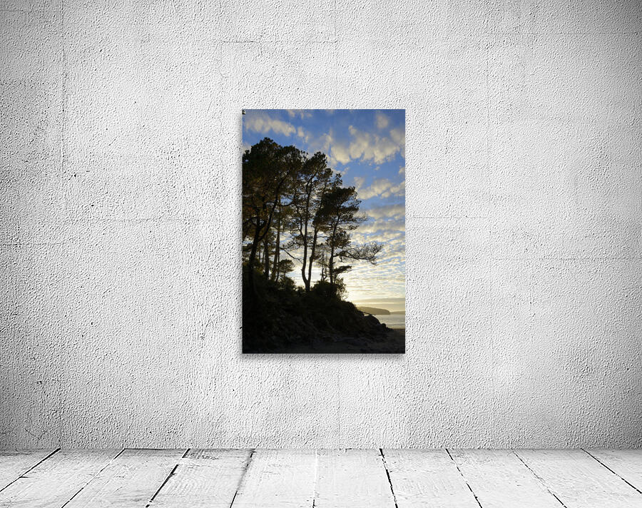 Gnarled trees at sunset Wall Preview