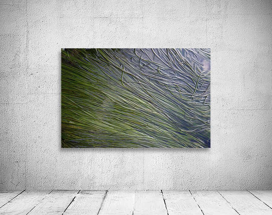 Eel grass in a tide pool Wall Preview