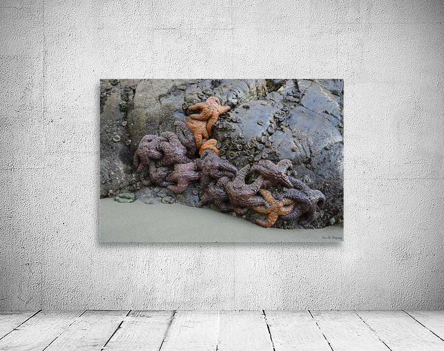 Sea stars on the rocks at Tonquin Beach Wall Preview