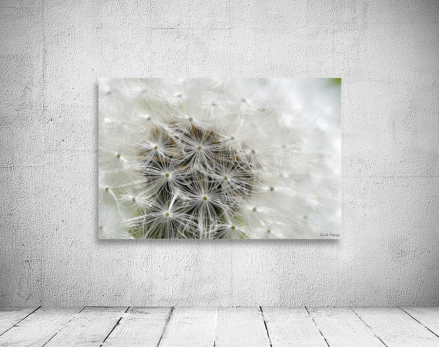 Dandelion Cowichan Valley Vancouver Island British Columbia Canada Wall Preview