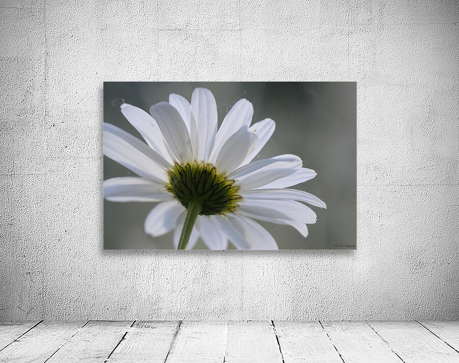 Daisy Cowichan Valley Vancouver Island British Columbia Canada Wall Preview