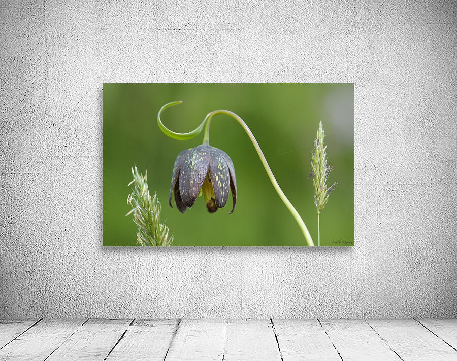 Chocolate Lily Fritillaria affinis Cowichan Valley Vancouver Island British Columbia Canada Wall Preview