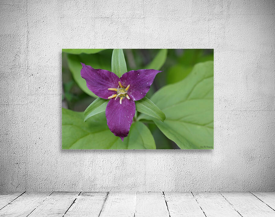 Western Trillium Trillium ovatum Cowichan Valley Vancouver Island British Columbia Canada Wall Preview