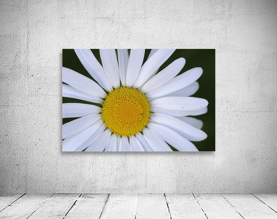Daisy Cowichan Valley Vancouver Island British Columbia Canada Wall Preview