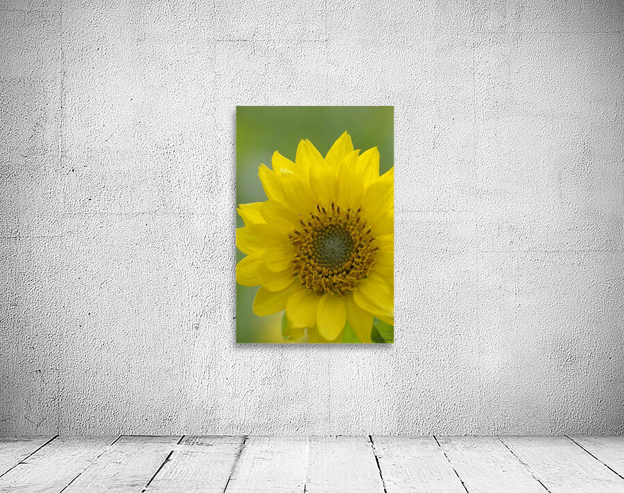 Deltoid Balsamroot Balsamorhiza deltoidea Cowichan Valley Vancouver Island British Columbia Canada Wall Preview