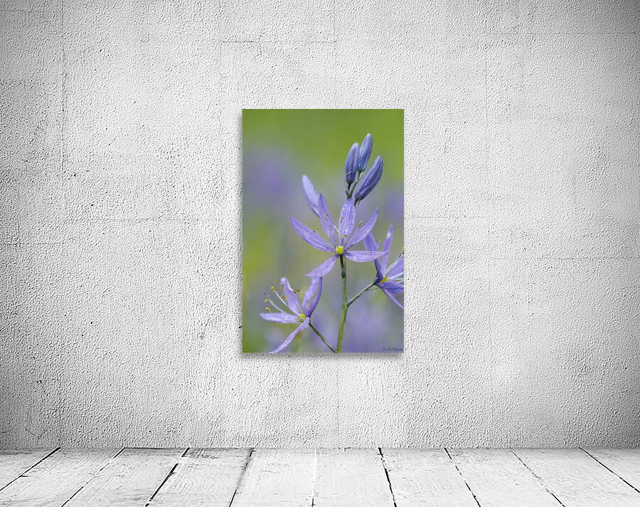 Common Camas Camassia quamash Cowichan Valley Vancouver Island British Columbia Canada Wall Preview