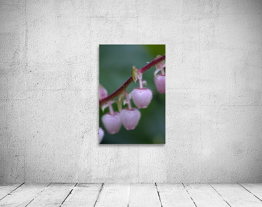 Salal Gaultheria shallon Cowichan Valley Vancouver Island British Columbia Canada Wall Preview