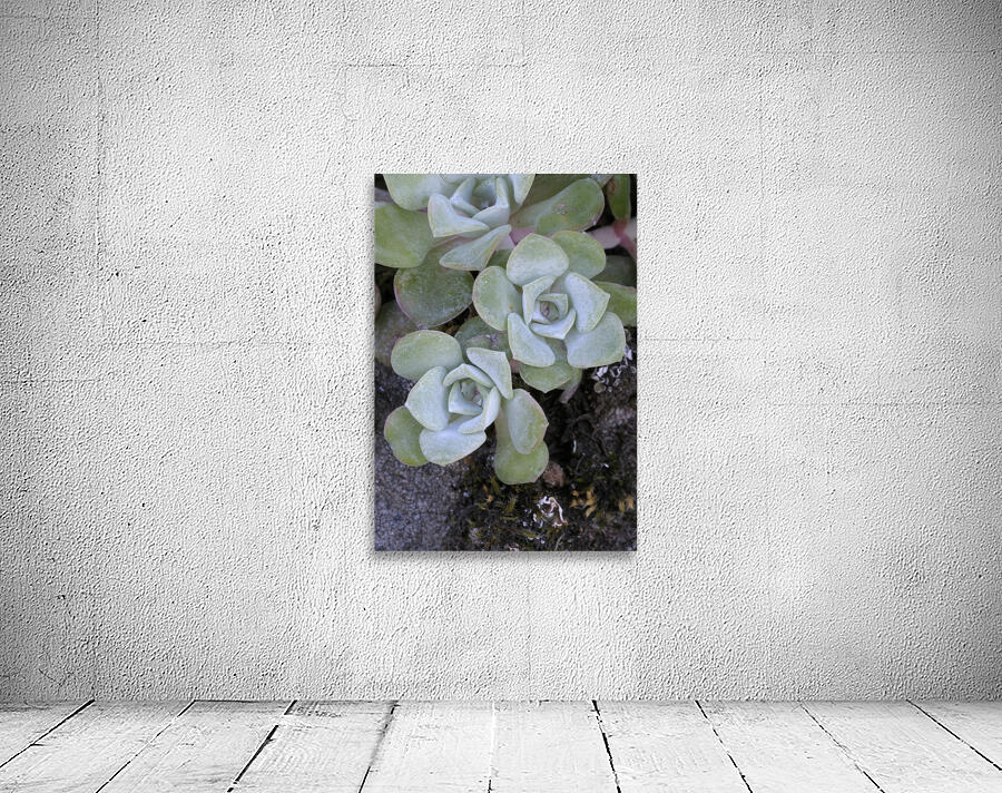 Broadleaf Stonecrop Collinsia parviflora Sedum spathulifolium Cowichan Valley Vancouver Island British Columbia Canada Wall Preview