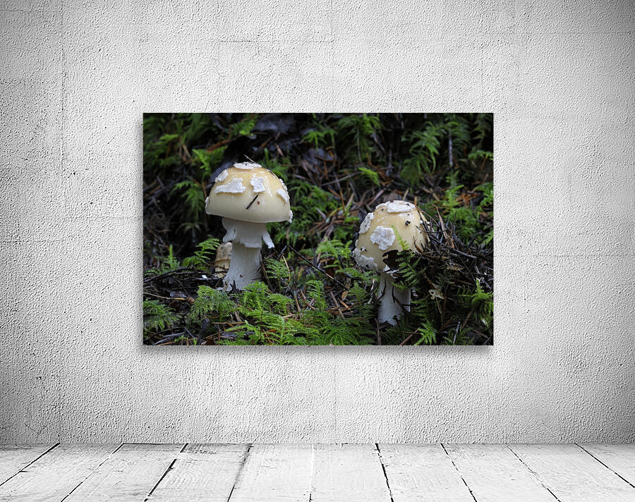 Mushroom Wall Preview