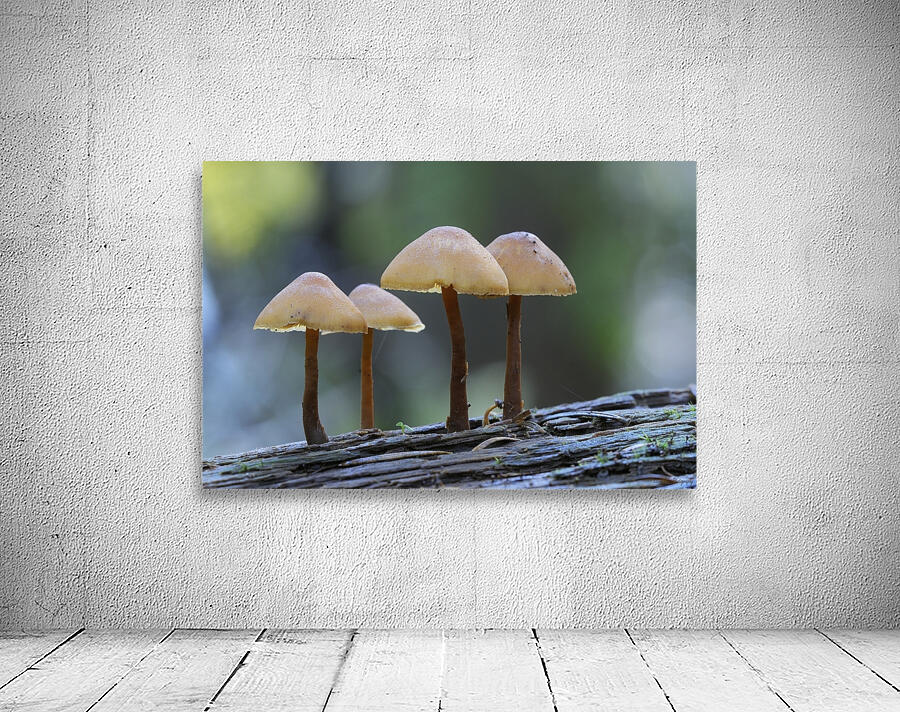 Mycena Mushroom Wall Preview