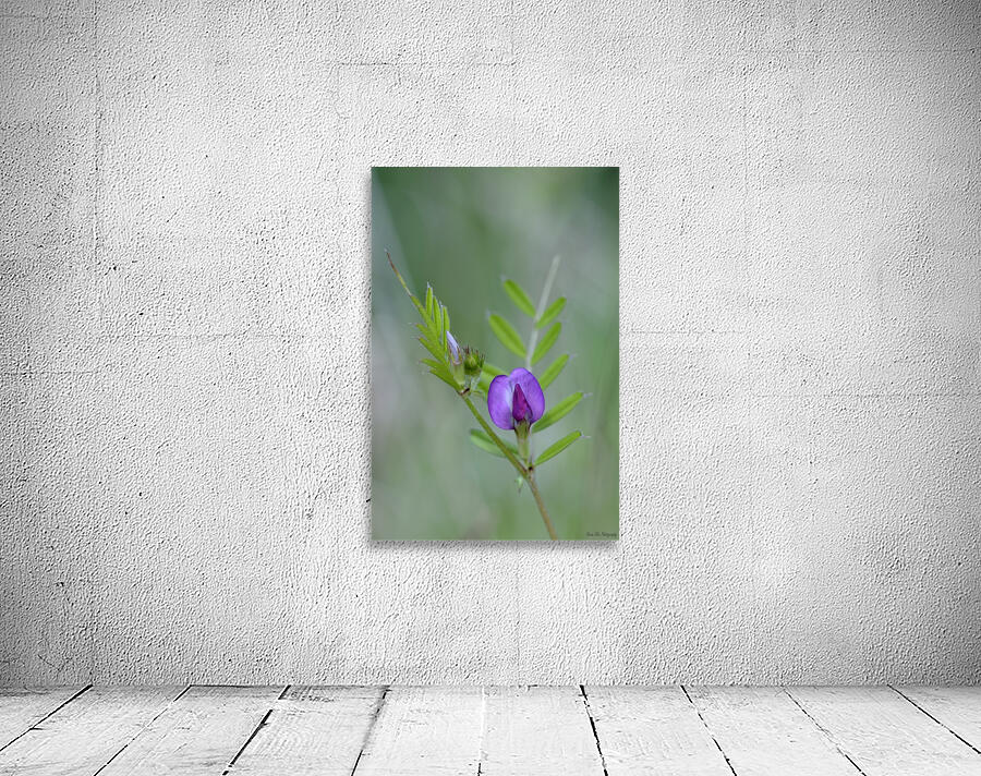 Purple wildflower Cowichan Valley Vancouver Island British Columbia Canada Wall Preview