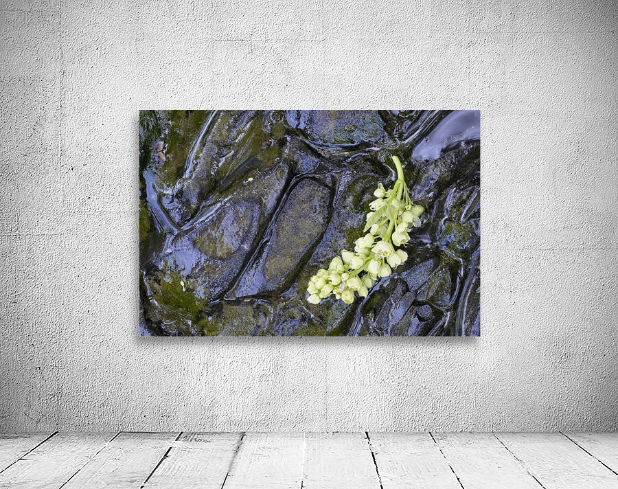 Big Leaf Maple Flower Cowichan Valley Vancouver Island British Columbia Canada Wall Preview