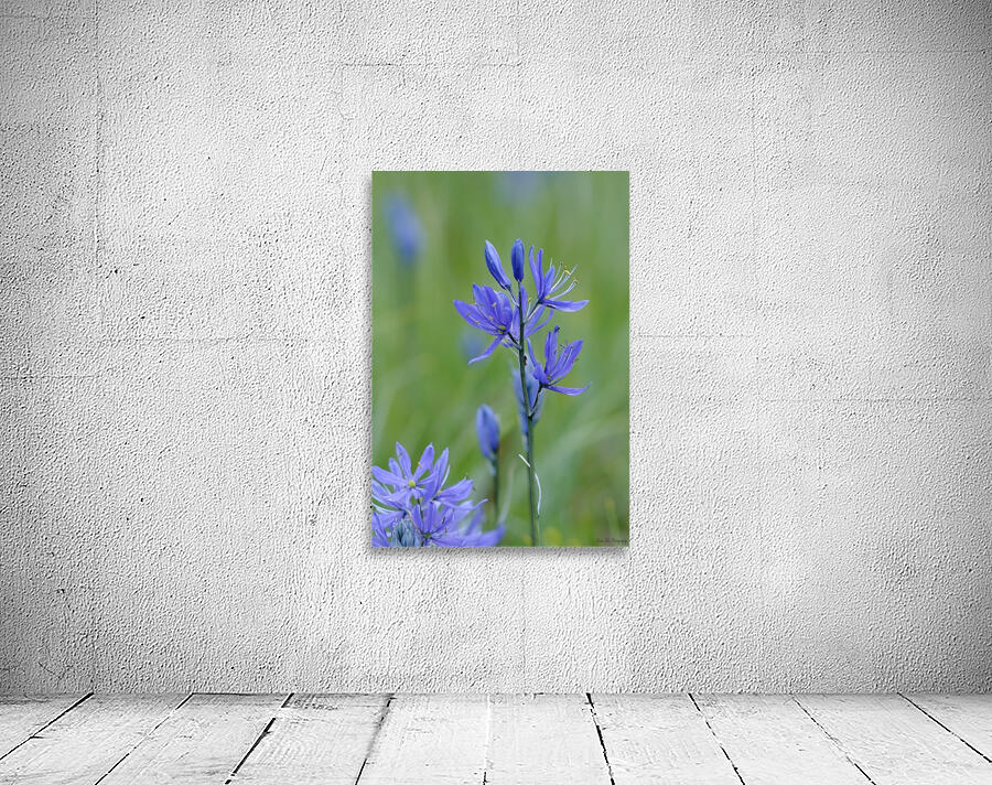 Common Camas Camassia quamash Cowichan Garry Oak Preserve Cowichan Valley Vancouver Island British Columbia. Wall Preview