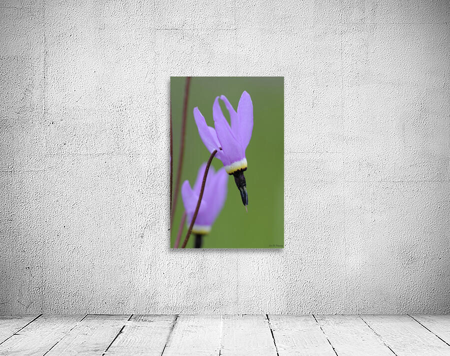 Shooting Star Dodecatheon pulchellum Cowichan Garry Oak Preserve Cowichan Valley Vancouver Island British Columbia. Wall Preview