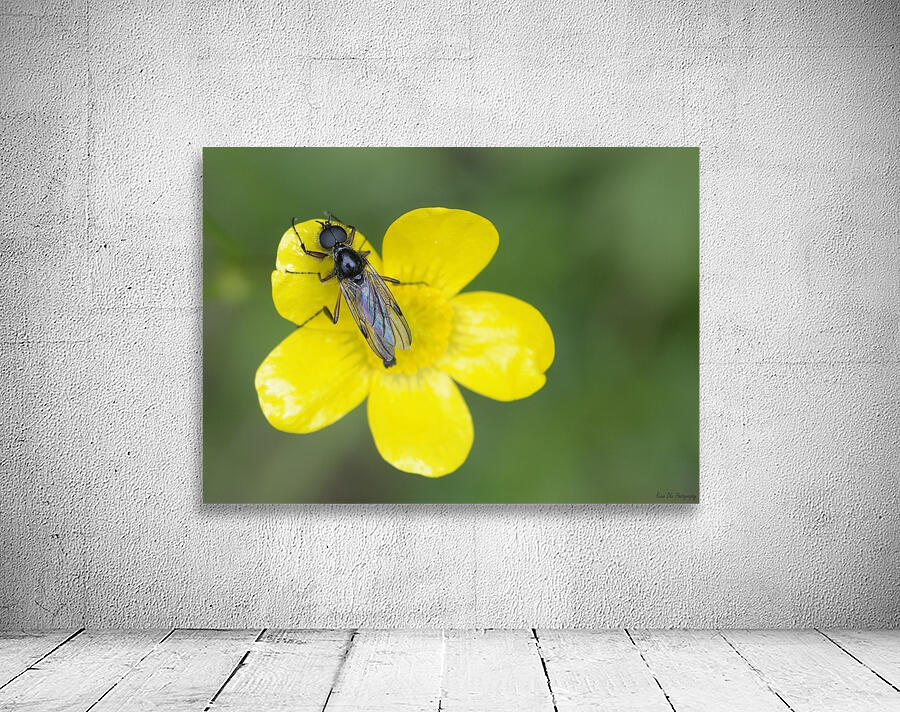 Buttercup Ranunculus Cowichan Valley Vancouver Island British Columbia Canada Wall Preview