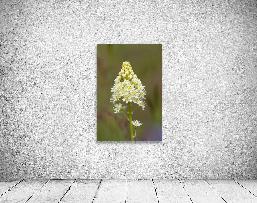 Death Camas or Meadow Death camas Zigadenus venenosus Cowichan Valley Vancouver Island British Columbia Canada Wall Preview