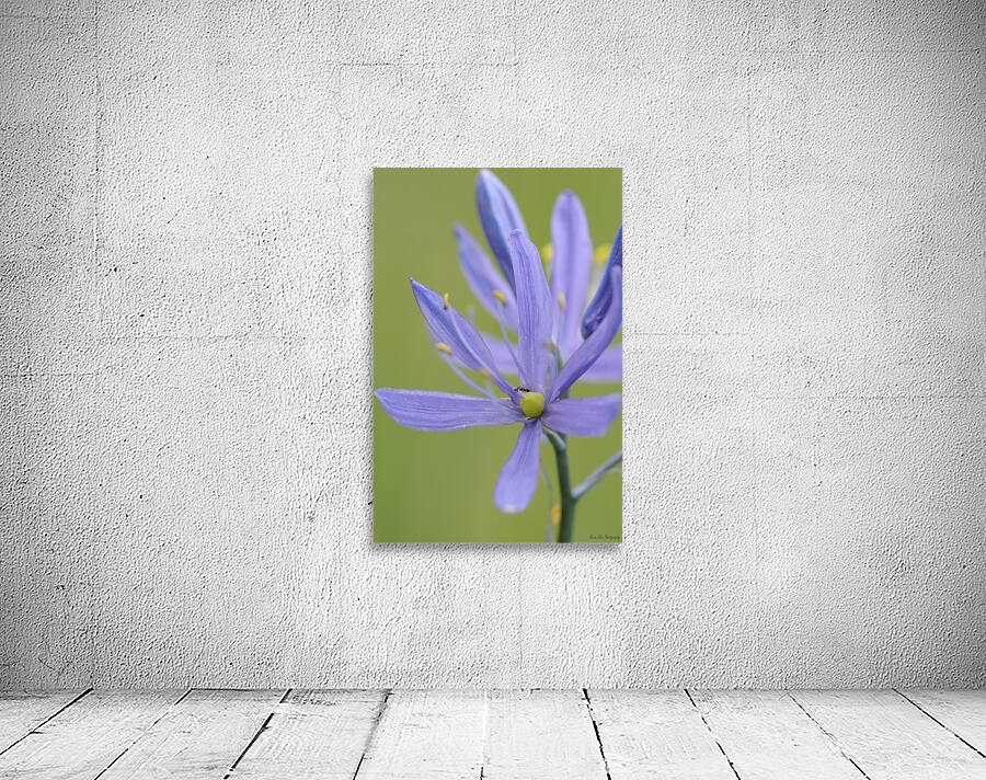 Common Camas Camassia quamash Cowichan Garry Oak Preserve Cowichan Valley Vancouver Island British Columbia. Wall Preview