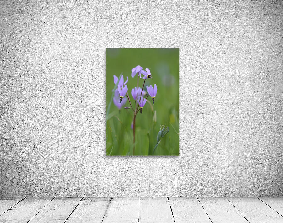 Shooting Star Dodecatheon pulchellum Cowichan Garry Oak Preserve Cowichan Valley Vancouver Island British Columbia. Wall Preview