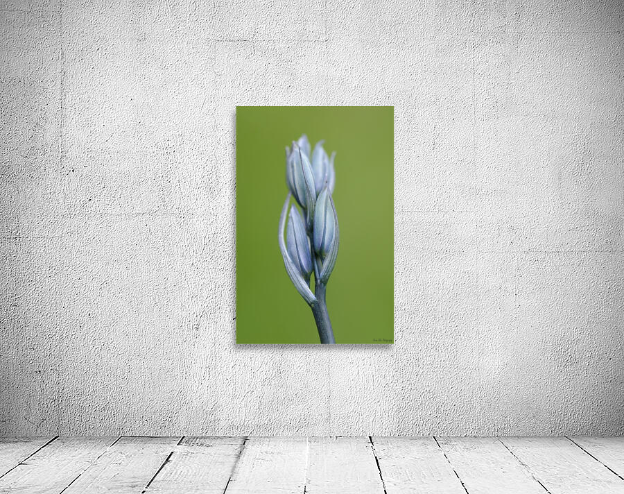 Common Camas Camassia quamash Cowichan Garry Oak Preserve Cowichan Valley Vancouver Island British Columbia. Wall Preview